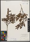Foto von Salix waldsteiniana Willd.